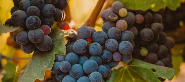 Buying grapes for wine clearance