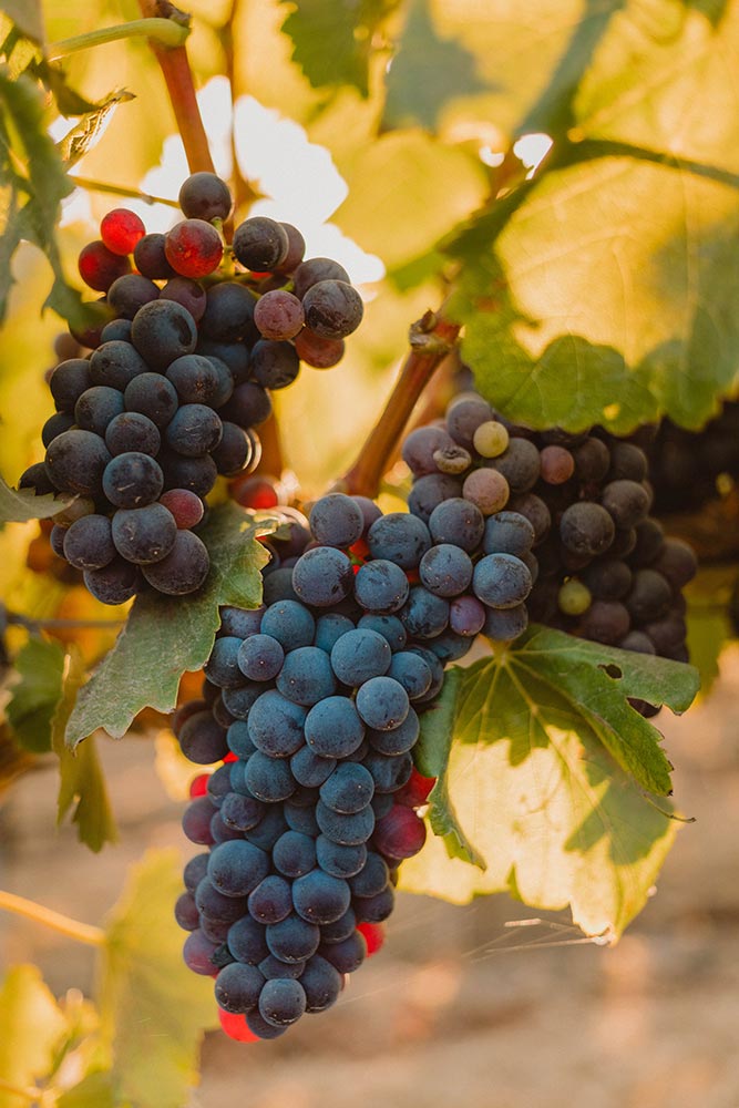 Wine grapes in the Santa Ynez Valley