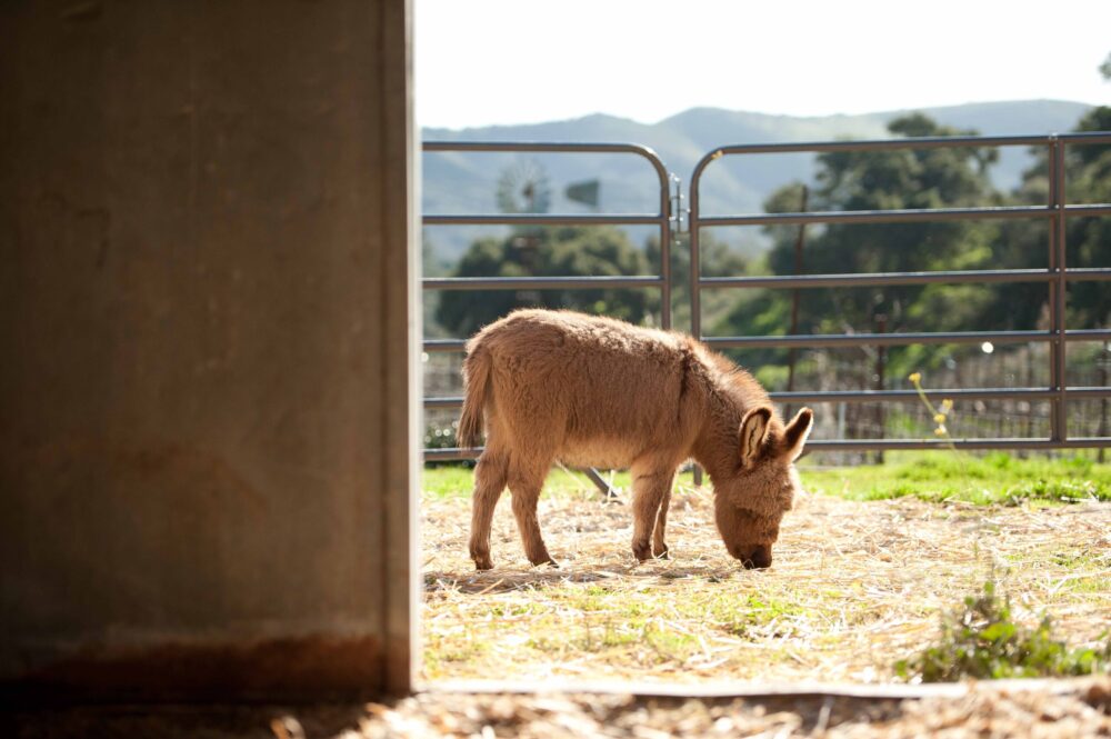 Hidden Canyon Ranch + Farm