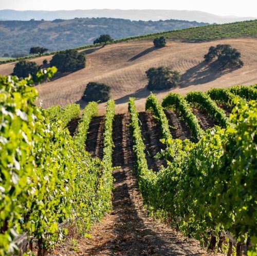 Piazza Family Wines