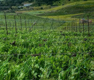 ampelos-cellars-lompoc