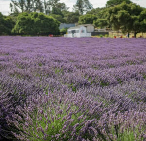 santa-rita-hills-lavander-farm