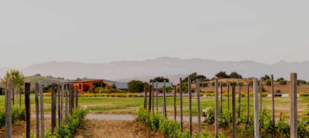 Santa ynez Valley vineyard photo