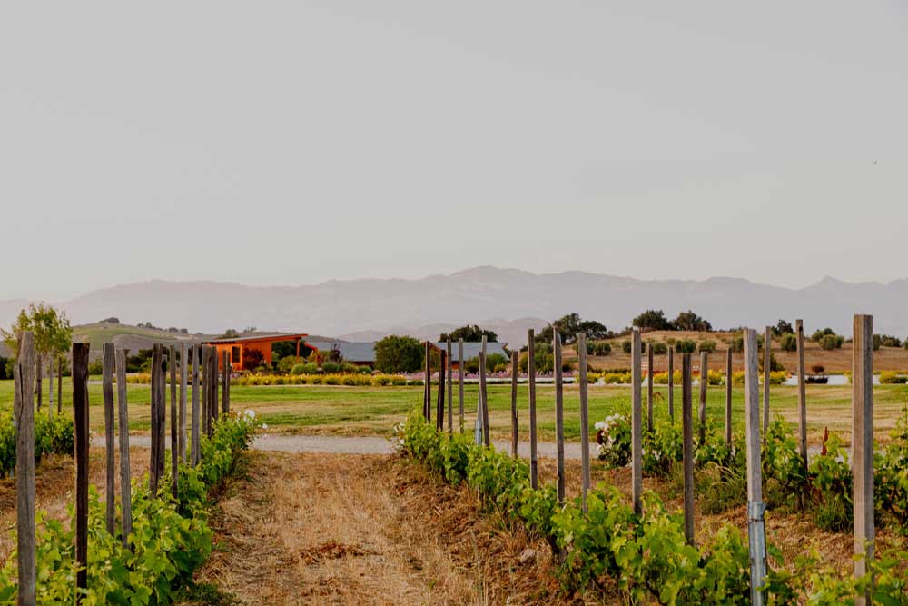 Santa ynez Valley vineyard photo