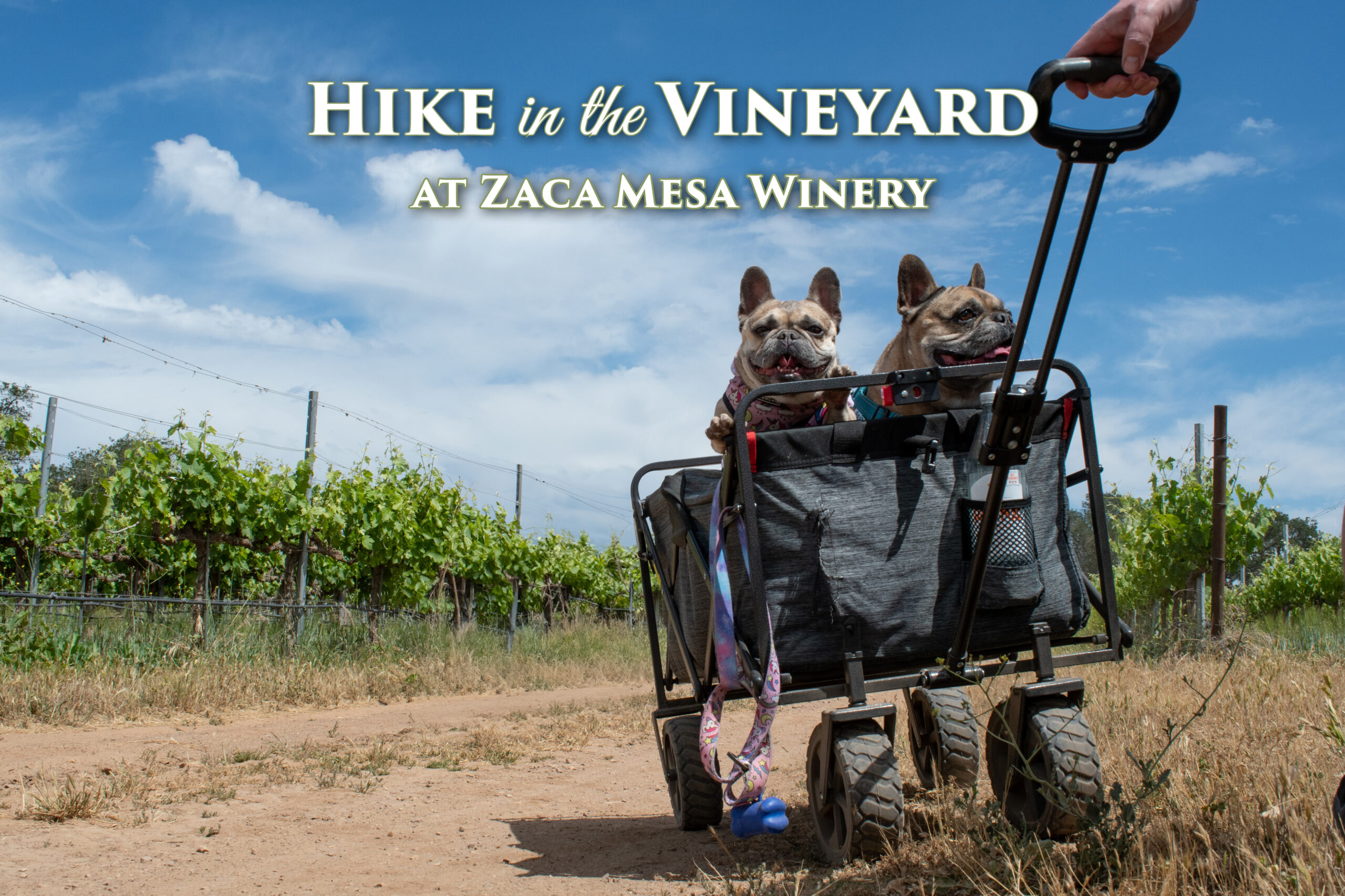 Annual Vineyard Hike with Zaca Mesa Winery