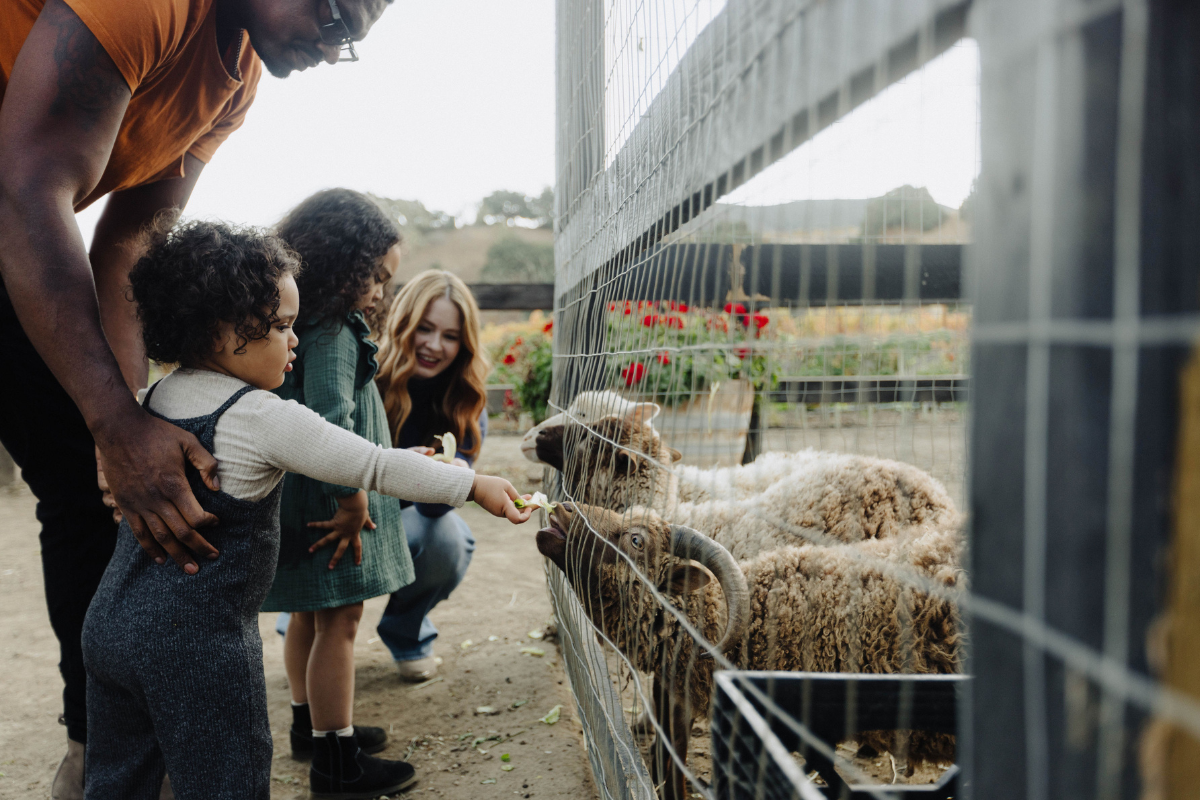 Family feeding animals at Vega Vineyard in Buellton, California