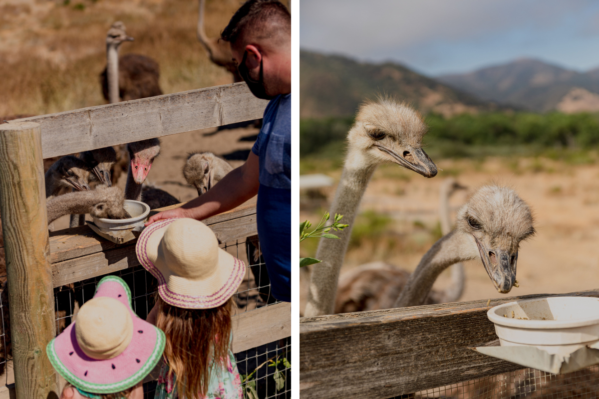 Family feeding ostriches at Ostrichland USA in Buellton, California