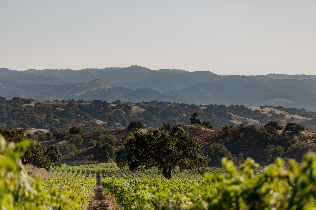 Santa Barbara Wine Country