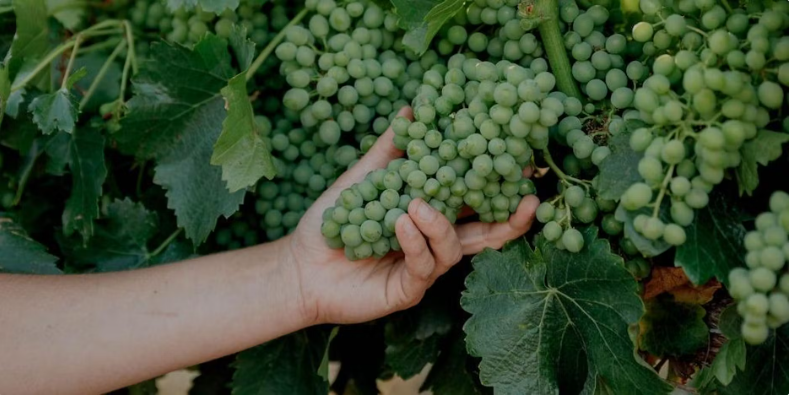 woman's hand holding grapes