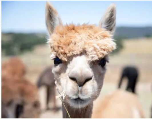 heritage-farms-touring-alpaca