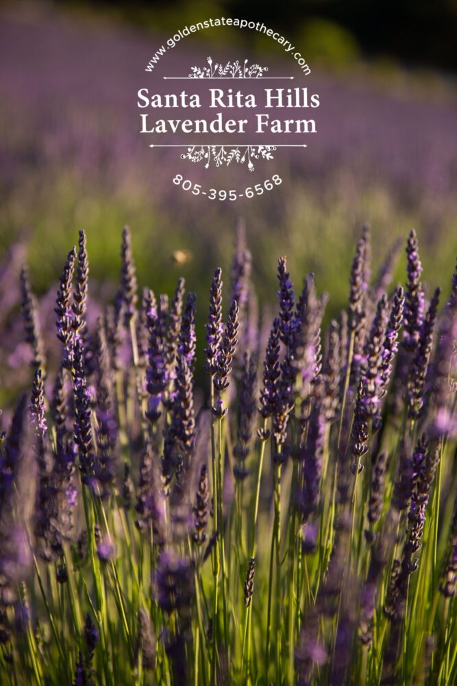 Santa Rita Hills Lavender