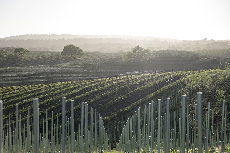 Stolpman Vineyards