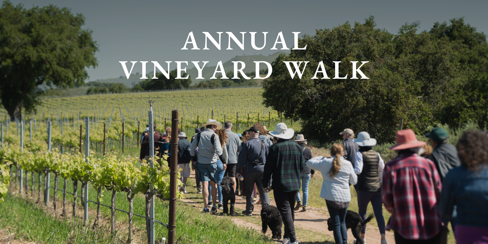Zaca Mesa Winery Annual Vineyard Walk