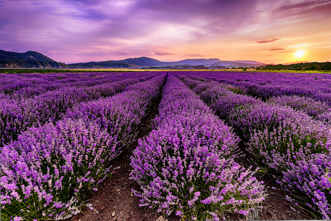 Santa Ria Hills Lavender Farm Natural Perfume-Making Workshop