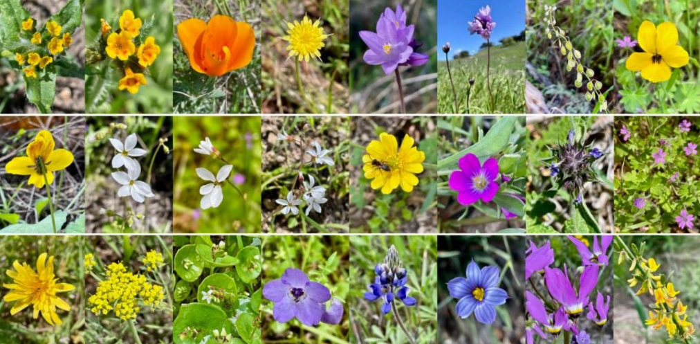 Some of the wildflowers seen this month at Sedgwick. Images courtesy of John Evarts.