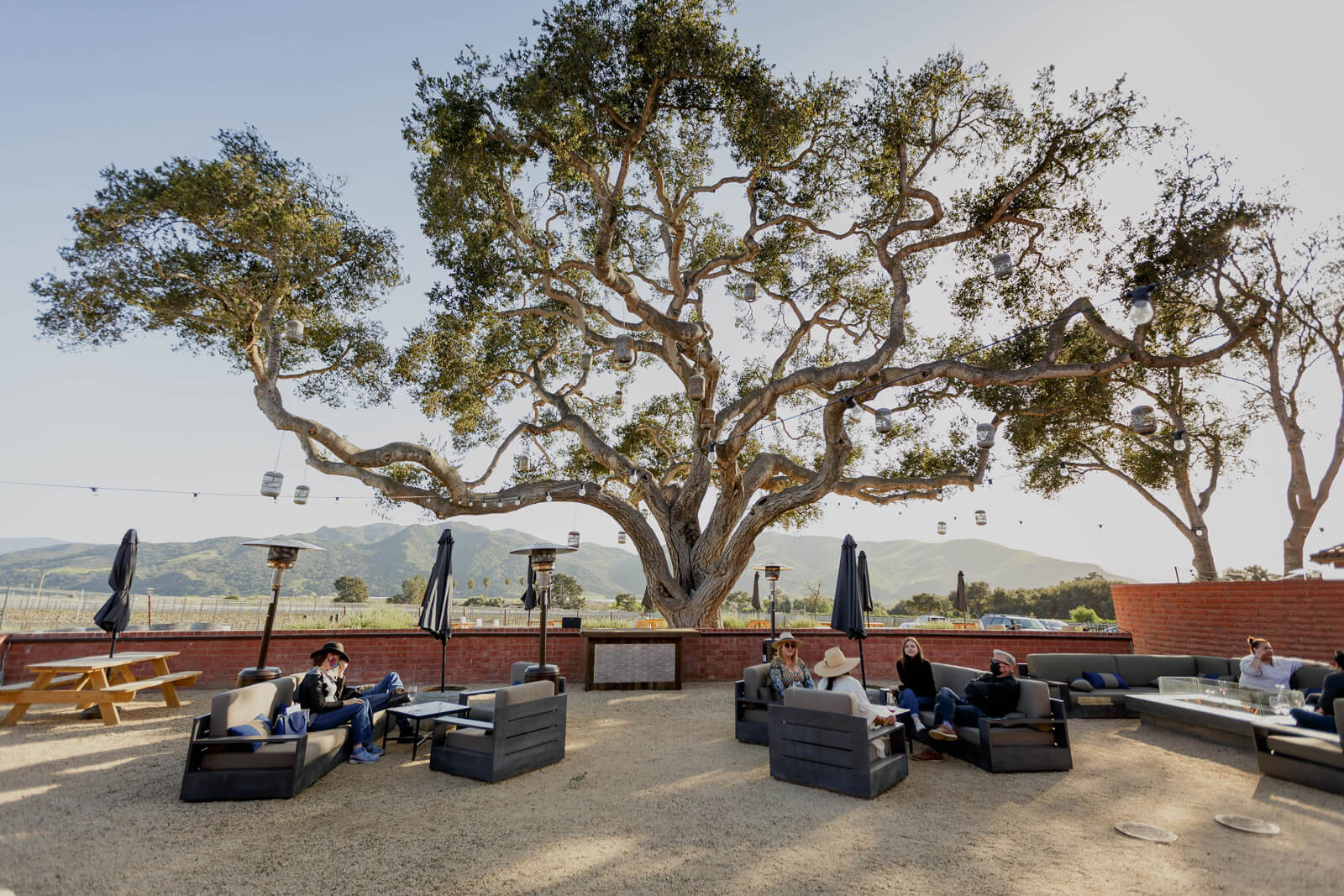 Outdoor seating under a large tree