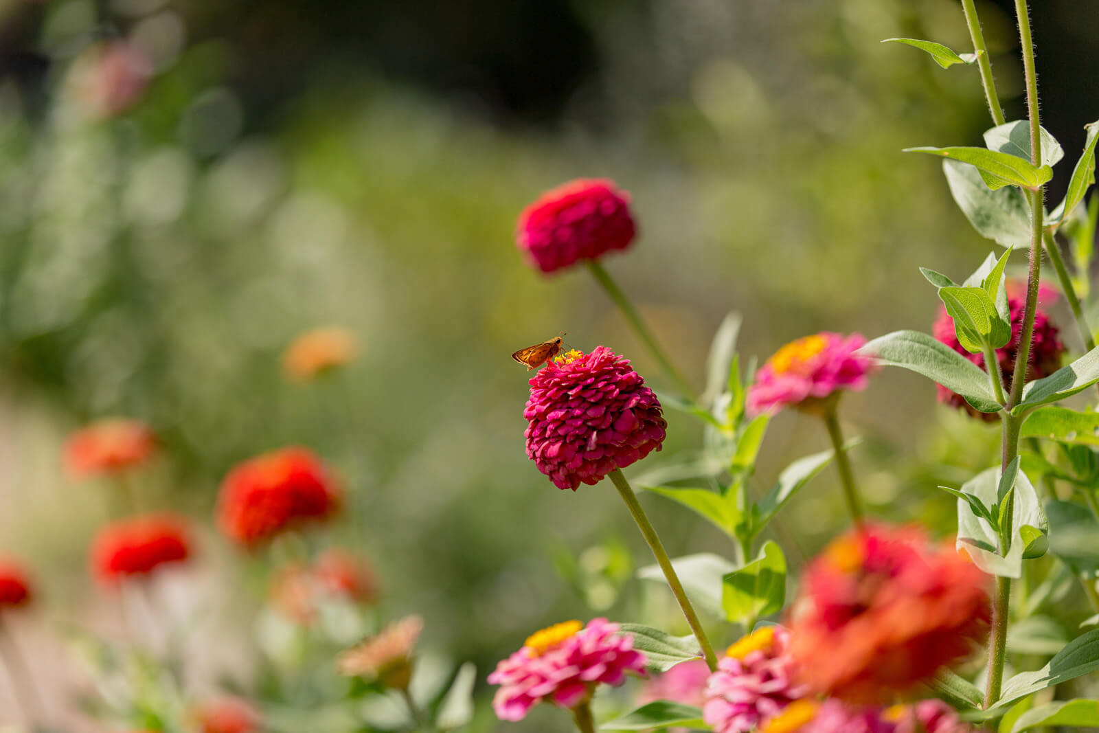 Blog Flowers in the Santa Ynez Valley