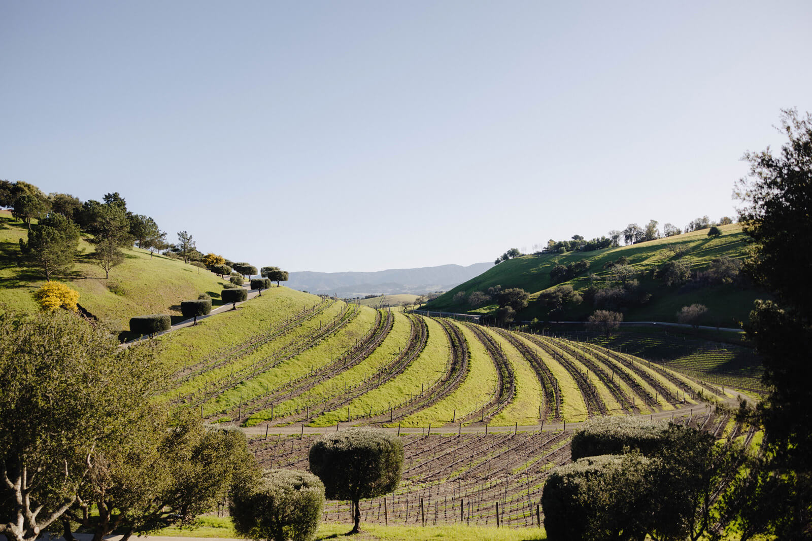 Visit the Santa Ynez Valley at IPW Hillside vineyard in the Santa Ynez Valley