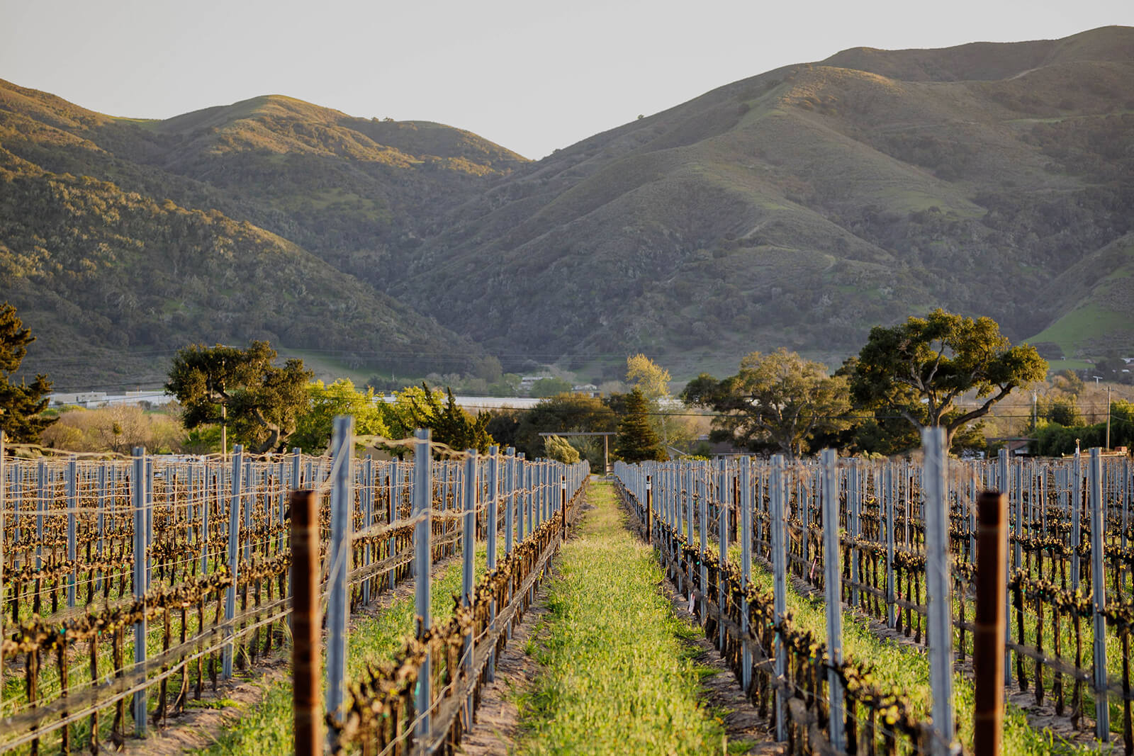 Vineyard rows
