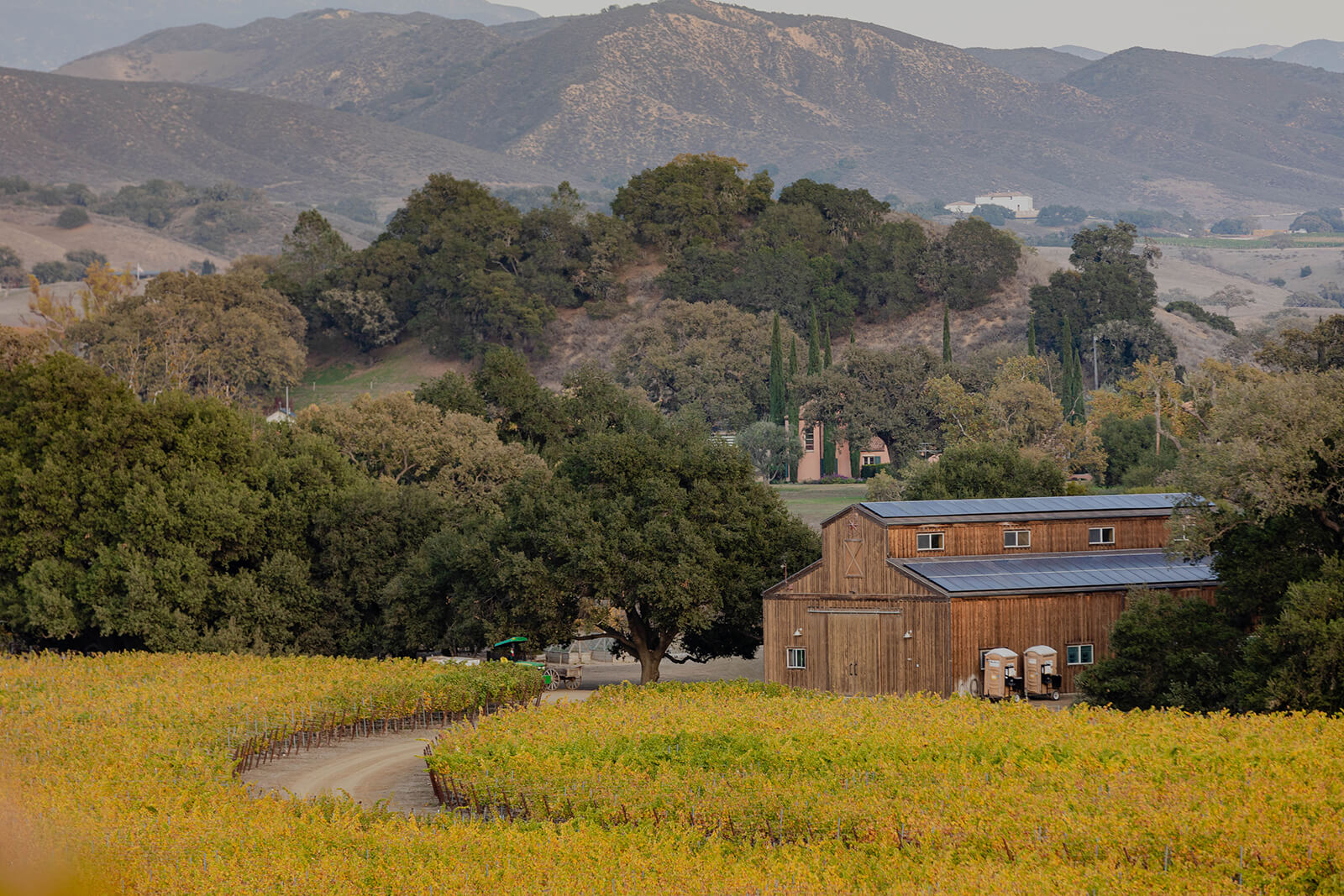 AVAs Golden field at Grassini