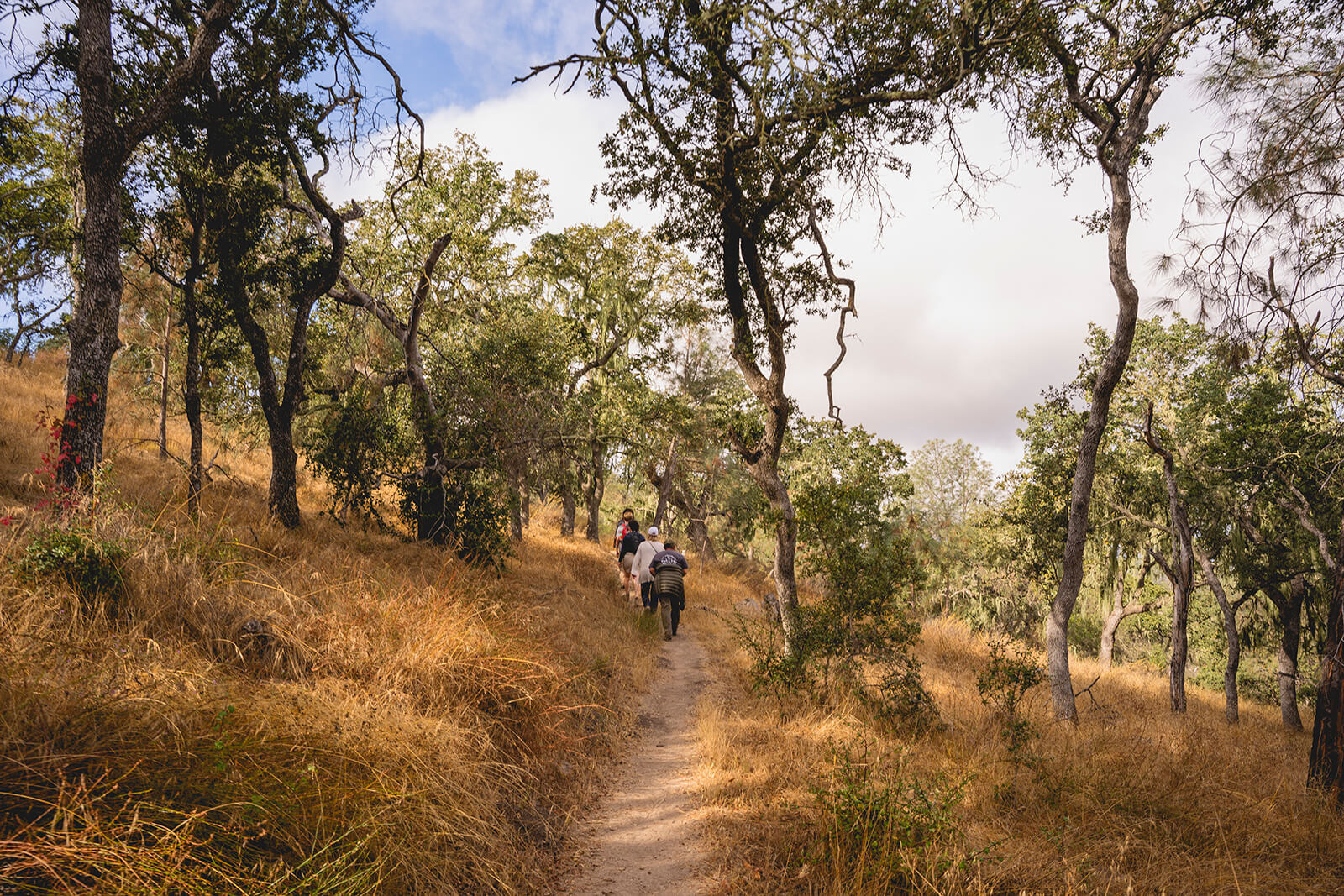 Los Padres National Forest