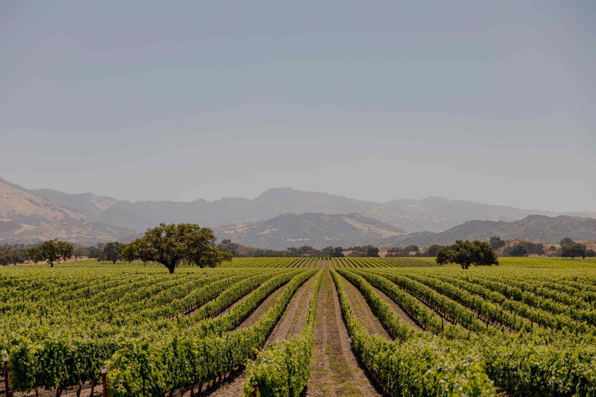 Wine Country Mountains in the distance and rows of crops in a vineyard.