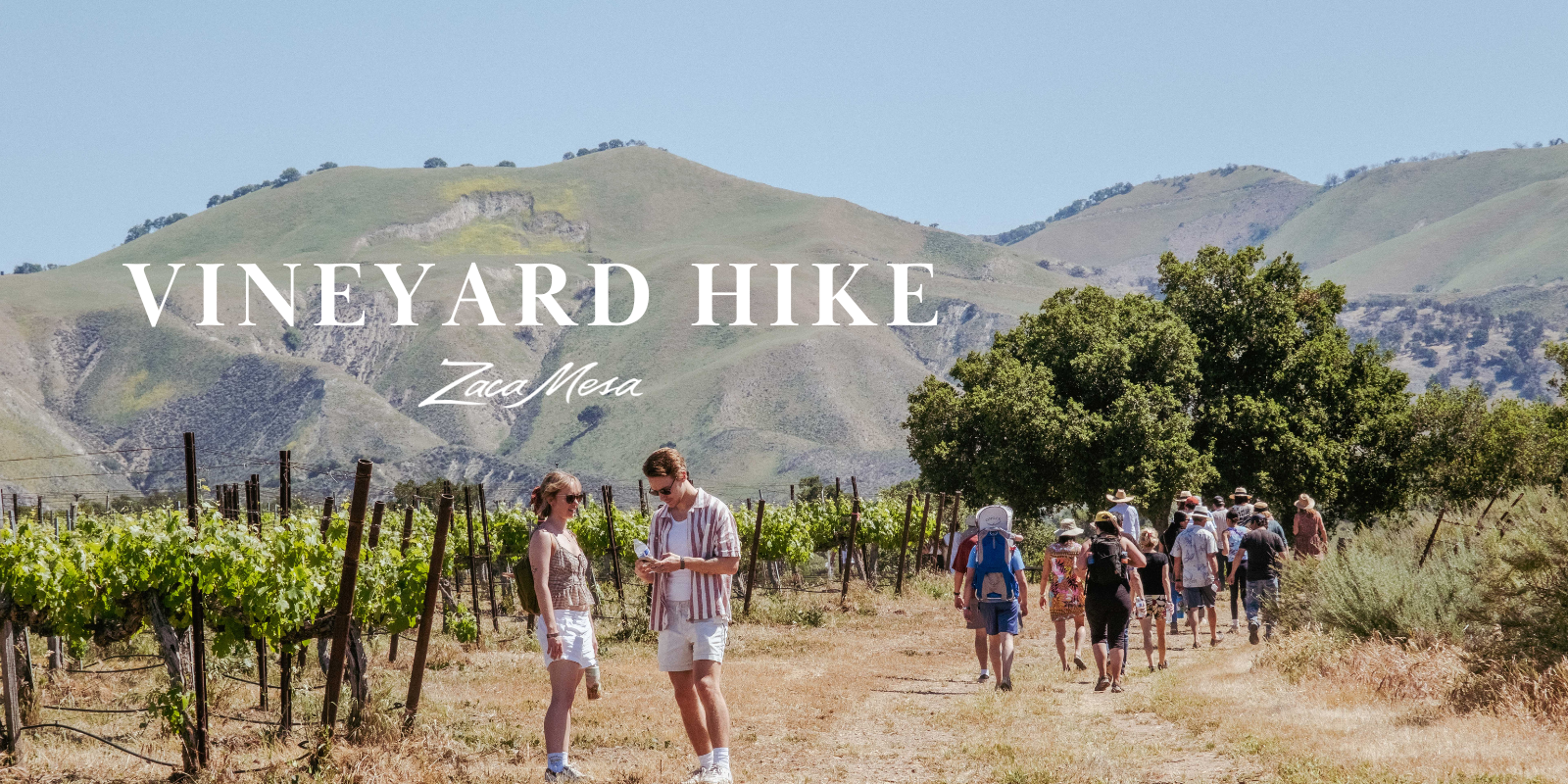 Zaca Mesa Vineyard Hike
