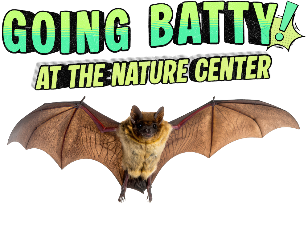 Going Batty at the Lake Cachuma Nature Center