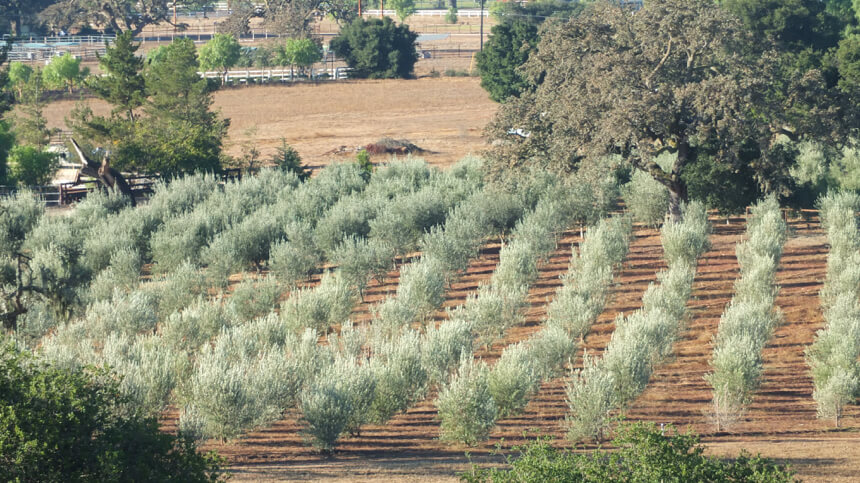 Rancho Olivos Santa Ynez