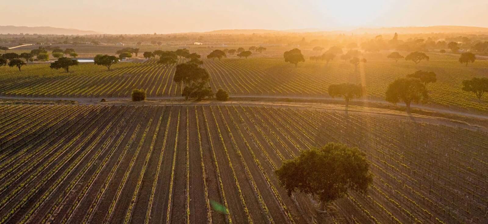 Qupé Day at the Estate